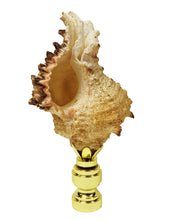 Load image into Gallery viewer, SEA SNAIL Shell Lamp Finial with Polished Brass or Antique Brass Base (1-PC.)